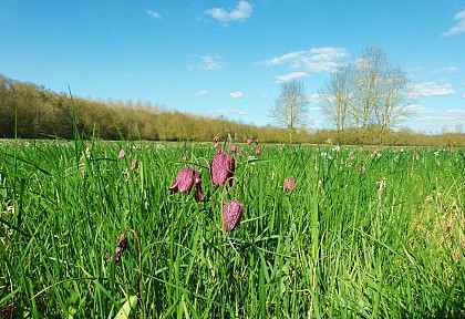 SAINT GERMAIN DES PRES : Les Goganes