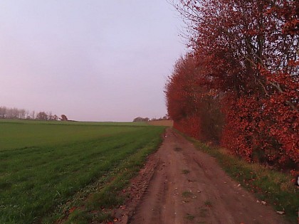 Panorama de la Cour