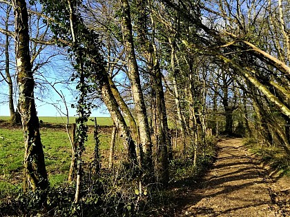 Balade de la biodiversité : Boucle de la Boissonnie n° 25 / Fleurac