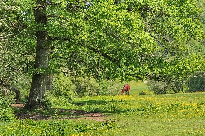 La tombe du marchand