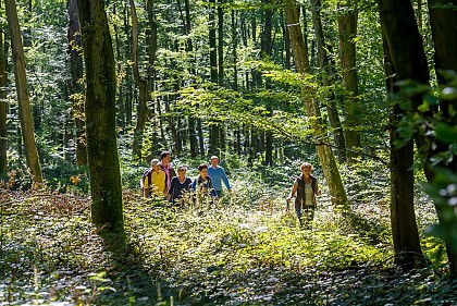 Une forêt plus grande que Paris