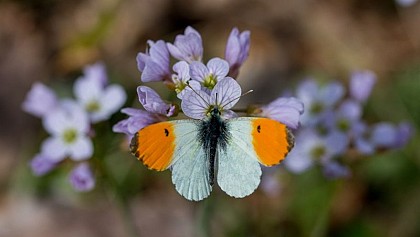 DANS LA PEAU DU NATURALISTE