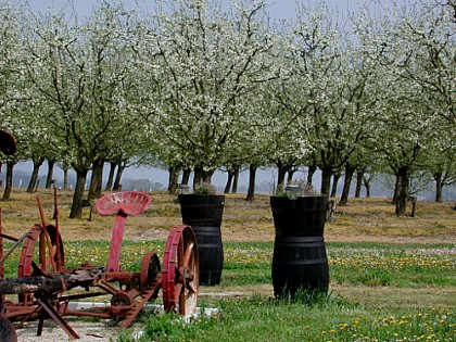 Saint-Astier-de-Duras, à travers vignobles et vergers de Duras