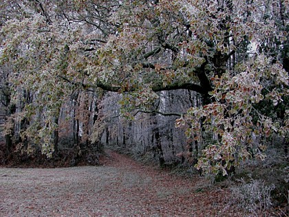 Saint-Léger, entre bois, vignes et vergers de pruniers