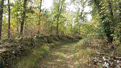 Thézac, escapade dans la forêt du Verdus