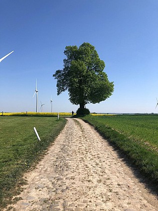 L'Arbre de la Bruyère