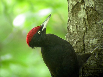 Balade du Pont de Dinant à Chaumont