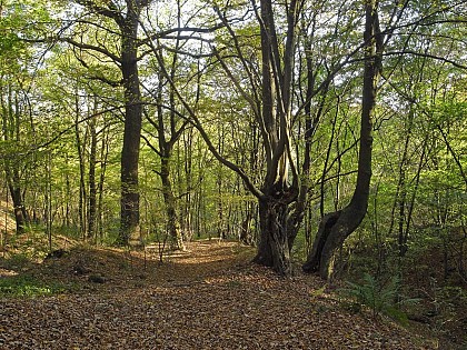 Walk : Magnée (Fléron) : promenade Le Trimottet