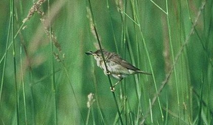 découverte d'une zone humide en bord de Seine