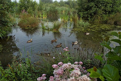 Sentier des étangs