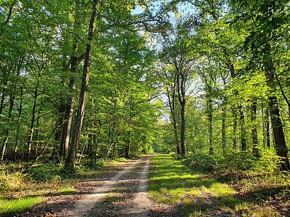 Randonnée à Sougy-sur-Loire / Boucle du Bois des Frétys