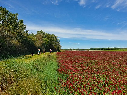 Randonnée à Druy Parigny / Boucle le Chemin des Druydes