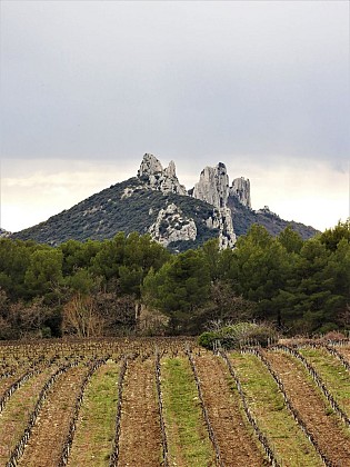 Vignoble au cœur des Dentelles