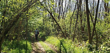 Le sentier de l'écureuil à Leyment