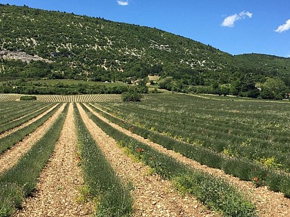 La route de la lavande en Pays de Sault