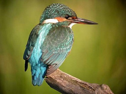 Promenade des Martins-Pêcheurs