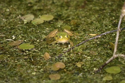 Sentier de la rivière jaune