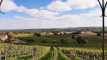 Château Viella -Tannat
