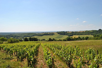 Fougères et champignons - 2
