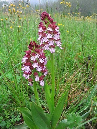 Les bois de la ville - PR2 Corbarieu