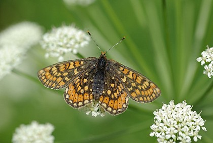 Circuit du Haut-Brivet