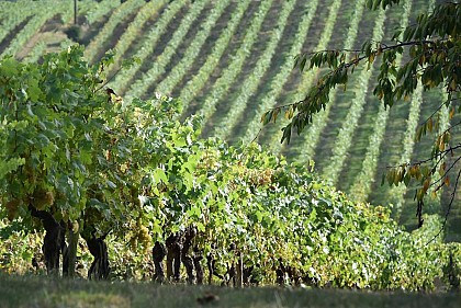 Au départ du Domaine du Bilé - 29 km