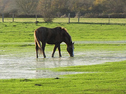 Circuit des Pirogues
