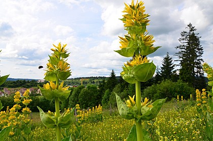 14 - Circuit des Chalets