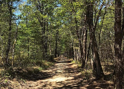 LES SENTINELLES EN FORÊT DE BOUCONNE