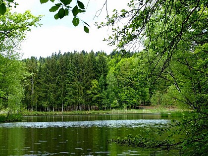 Circuit VTT n° 52 du Piémont vosgien - Faucogney-et-la-Mer - Vosges du sud