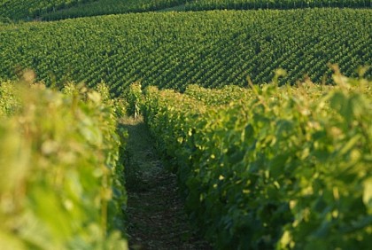 Des coteaux du champagne aux sources de la Dhuys