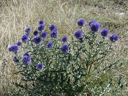 Dargilan, circuit VTT n°7 (Bleu)