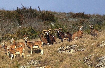 On the traces of the mouflon