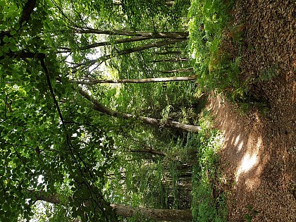 Les trésors des Bois de Warluis