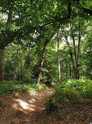 Les trésors des Bois de Warluis