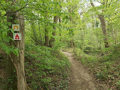 Échappée du Bois d'Heer