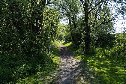 Authentic discoveries through the fields