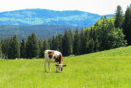 Pâturages et forêts