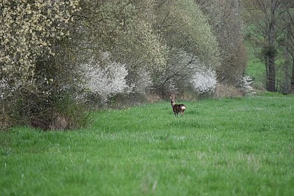 En passant par Ozée