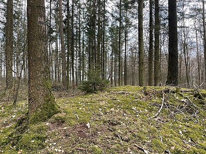 The forest, along the water