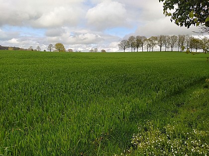 Landivy - Circuit La Vallée du Moulin du Pré - N°27
