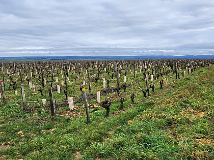 Depuis un beau panorama sur le vignoble de Saint-Andelain