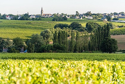 CIRCUIT VTT COMBINE N°41 + 46