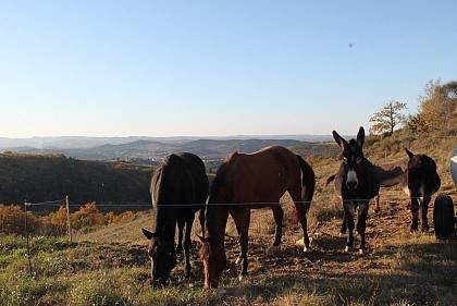 Limoux-sur les hauteurs de Laux et Ninaute