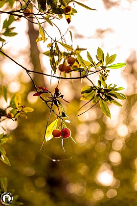 Circuit "La Castellane"