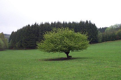 Ronde au Pays d'Houffalize