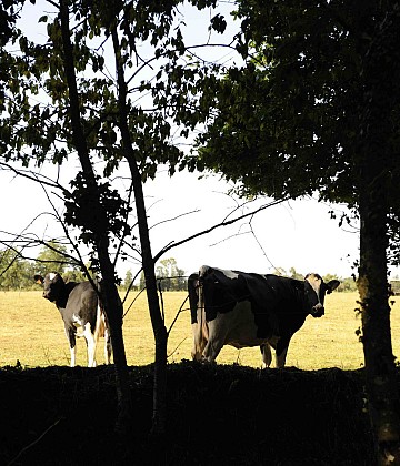 Circuit VTT en Pays de Rennes n° 5: Chasné sur Illet