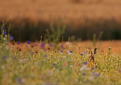 Sente aux Fées - Piste des perdrix grises