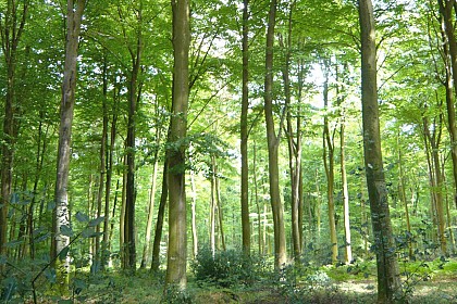 Vers la Forêt d’Eu
