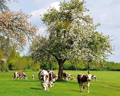 La Chapelle d'Hodeng